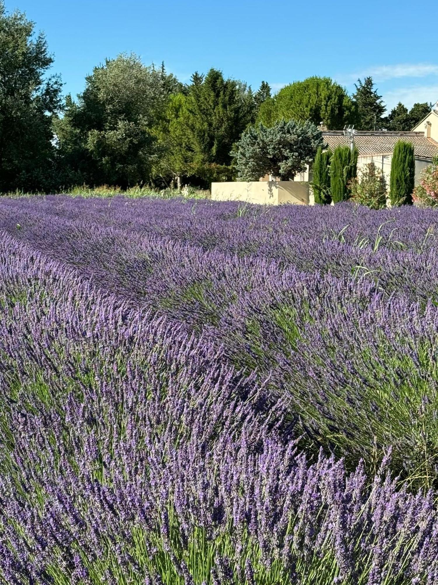 Appartement Neuf Et Au Calme Proche Avignon Althen-des-Paluds Екстериор снимка